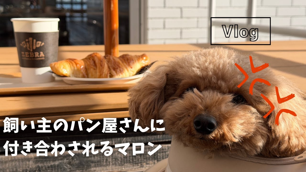 トイプードルのマロンと、みなとみらい朝パン散歩🥐 #朝散歩 #犬のいる生活 #みなとみらいVlog