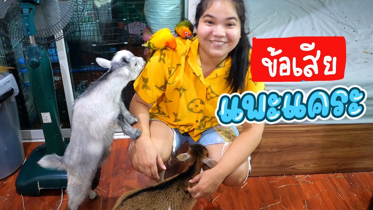 ข้อเสียแพะแคระปิ๊กมี่  ที่หลายๆคนอาจจะไม่เคยรู้