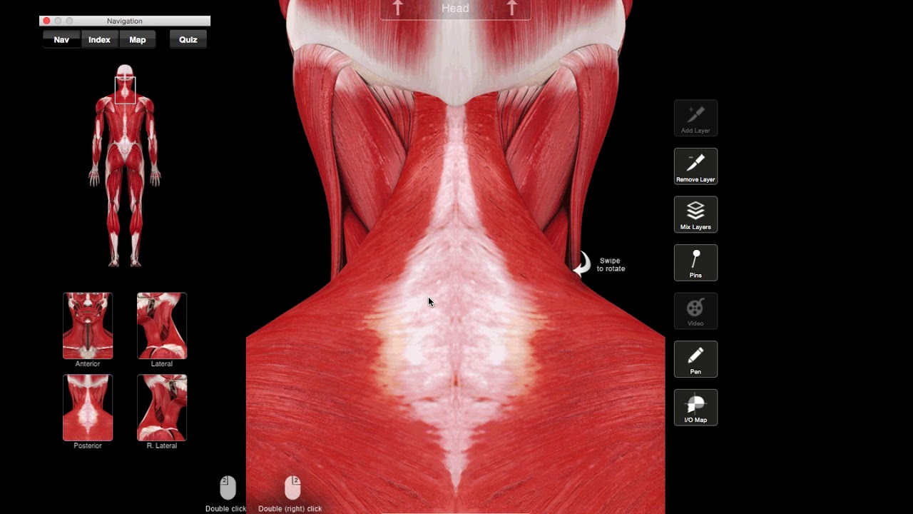 Trapezius (Monnikskapspier)