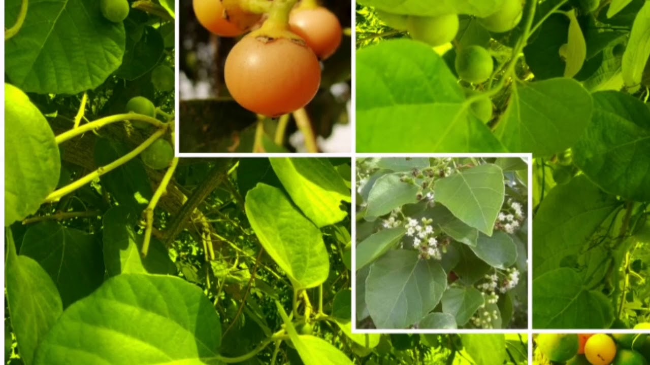 Village life, lasura, Assyrian plum tree🌳🍃🤩