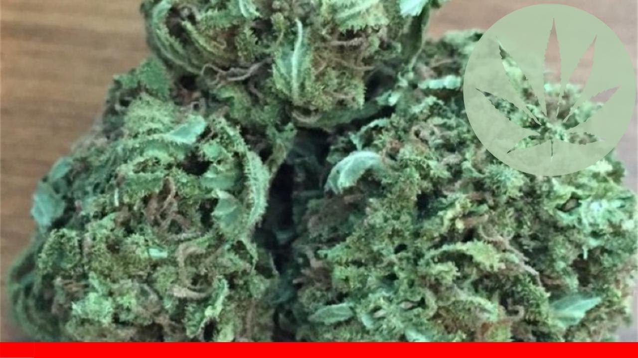 Pineapple Haze - All About This Strain