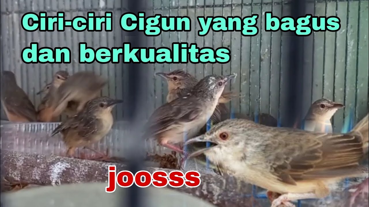 Cara memilih burung ciblek gunung dari ombyokan di jamin dapat yang memiliki mental baja