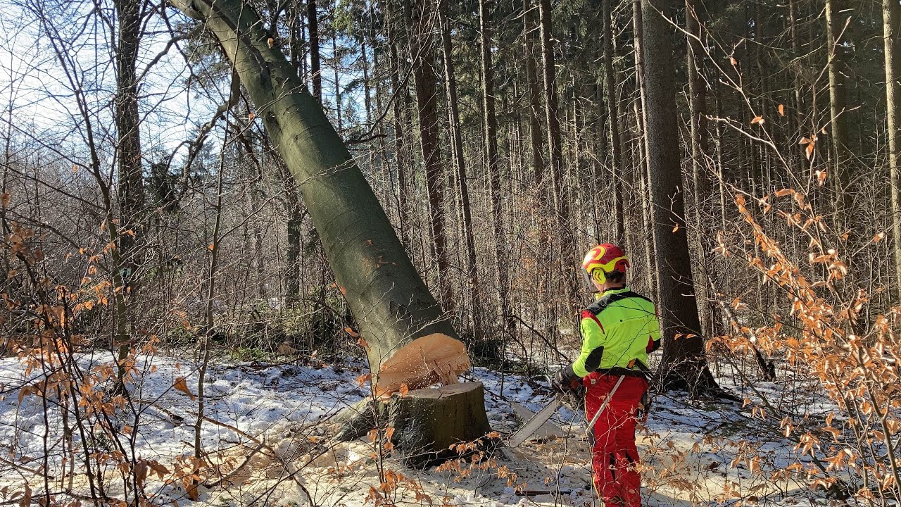 Práce v lese / work in forest / Stihl MS 500i / CZ