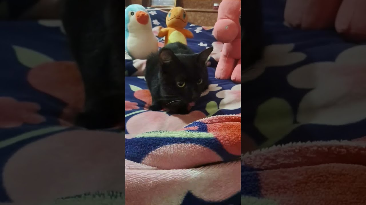 good morning 🙏🏻 🐱🐱🐱🐱🐈‍⬛🐈🐈
