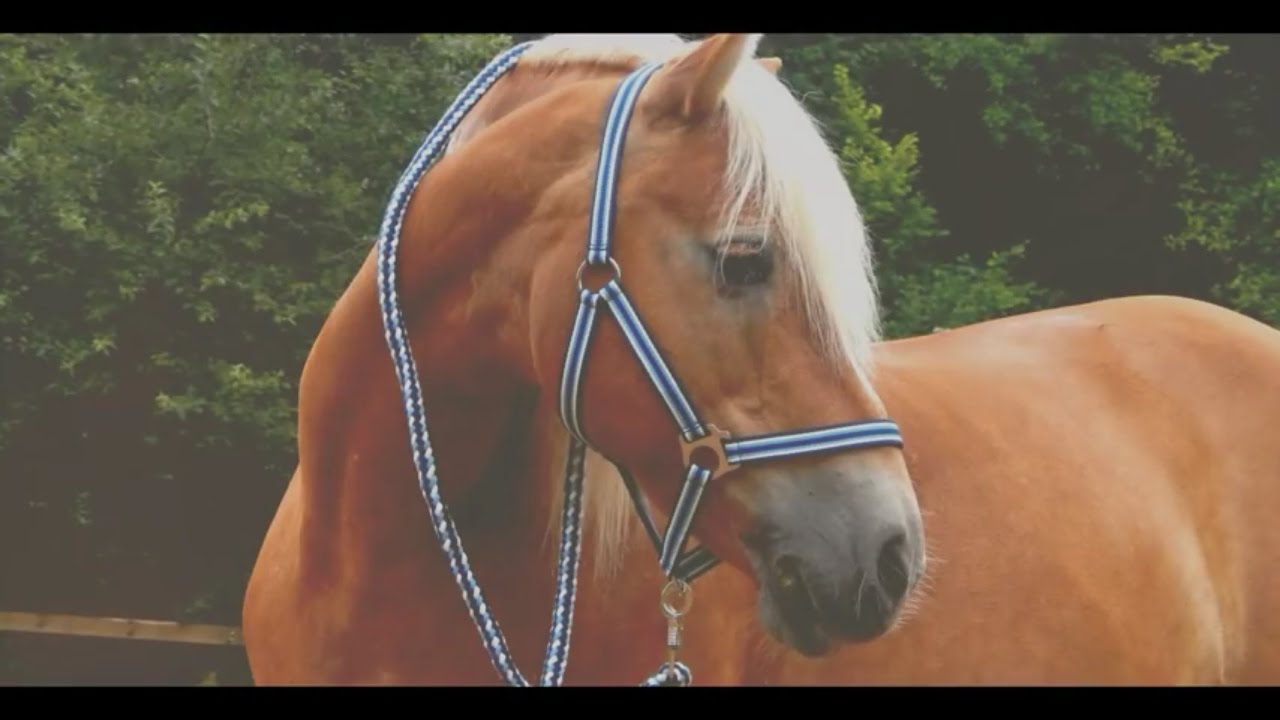 Märchenmühle Sommer 2016