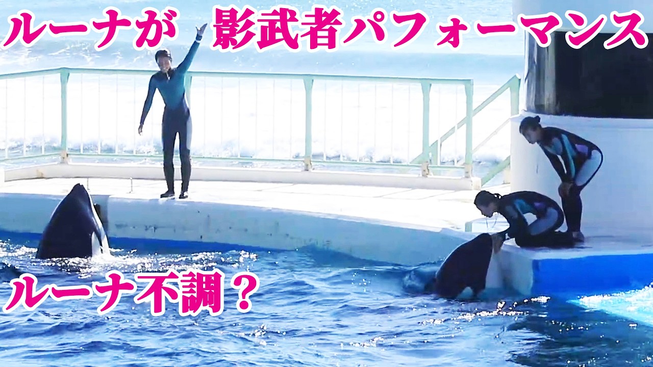ルーナと影武者パフォーマンス!! 鴨川シーワールド シャチショー KamogawaSeaWorld  orca killerwhale