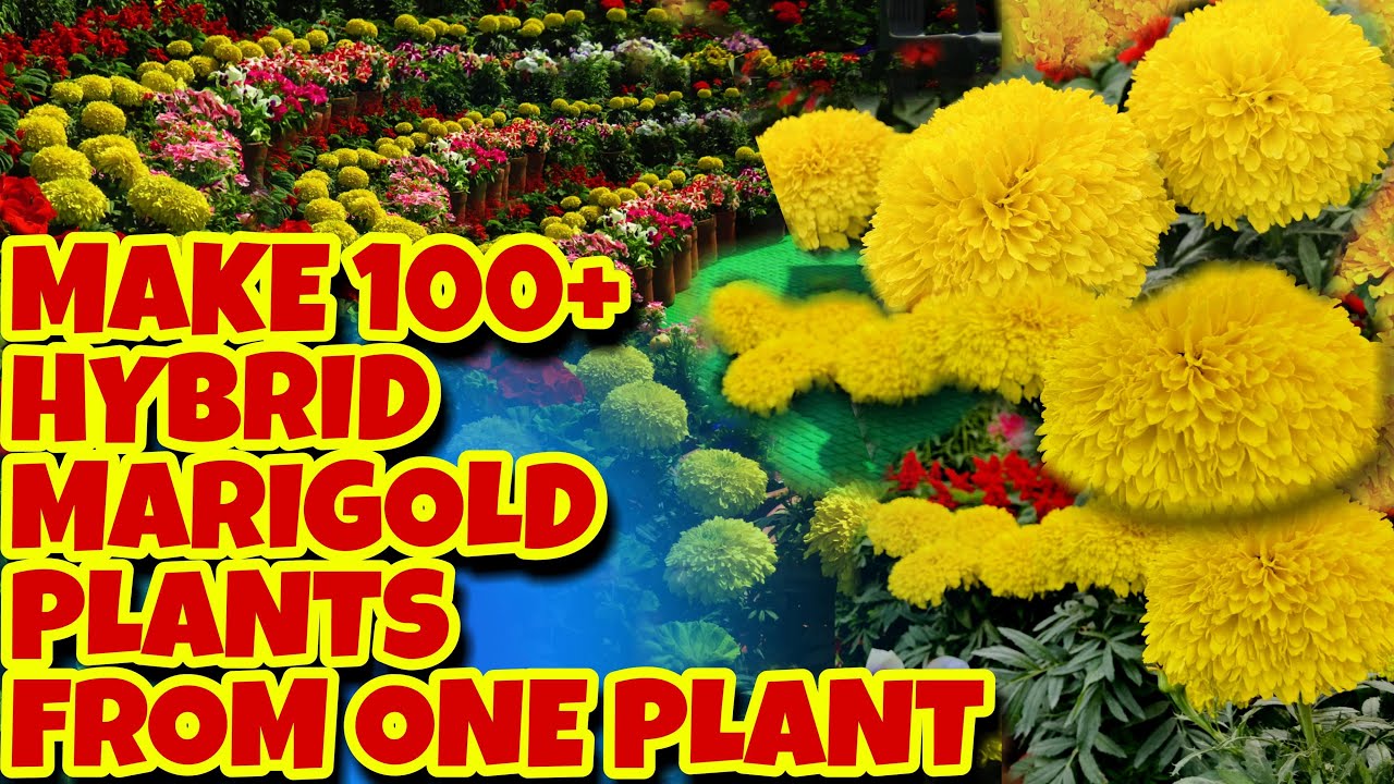 एक गेंदे के पौधे से हज़ारों हाइब्रिड पौधे कैसे बनाते हैं रामविलास जी | Make Hybrid Marigold for Free