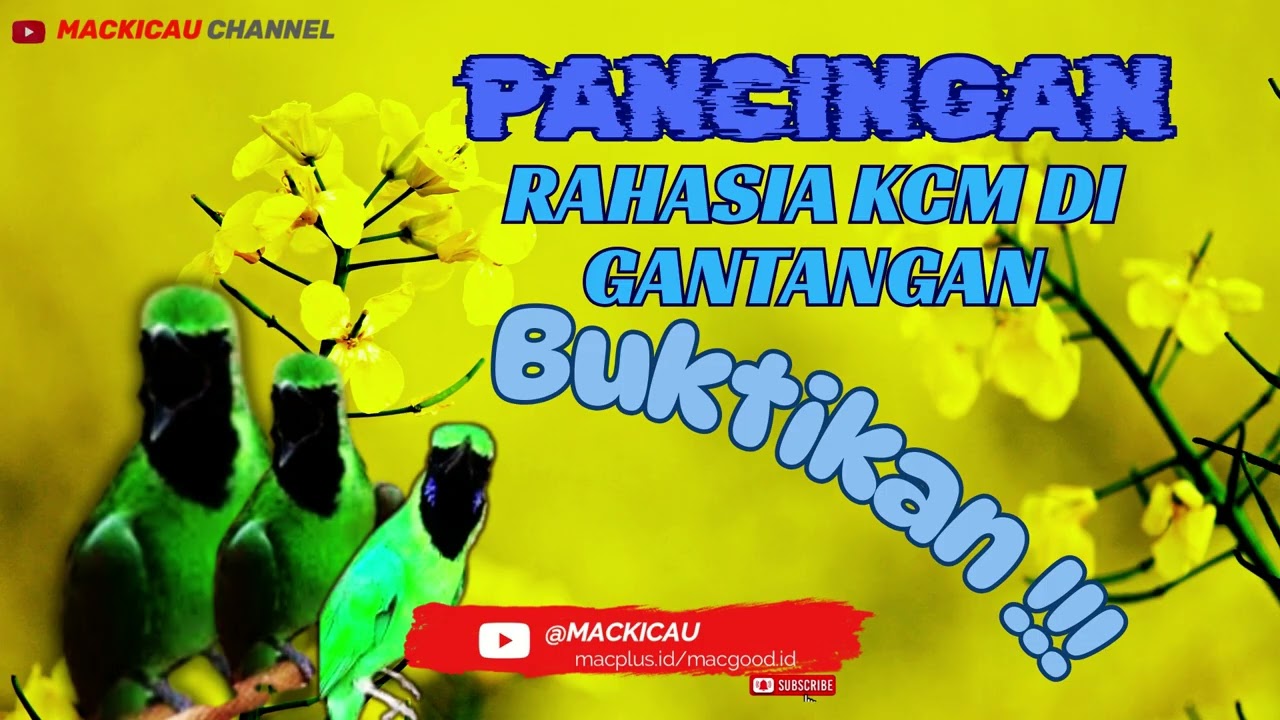 PANCINGAN CUCAK IJO DI LAPANGAN PERLOMBAAN !! BUKTIKAN@mackicau