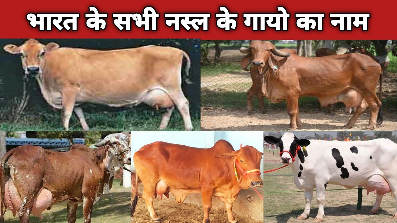 indian Cow all breeds name | All breed cow name | indian cow breeds name