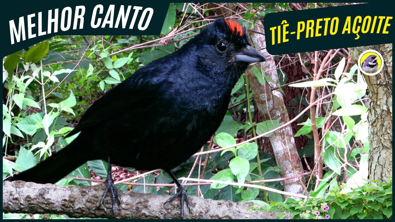 🐦 Meia Hora De Melhor Canto Ti&ecirc; Preto A&ccedil;oite┃Sons Da Natureza 🎶
