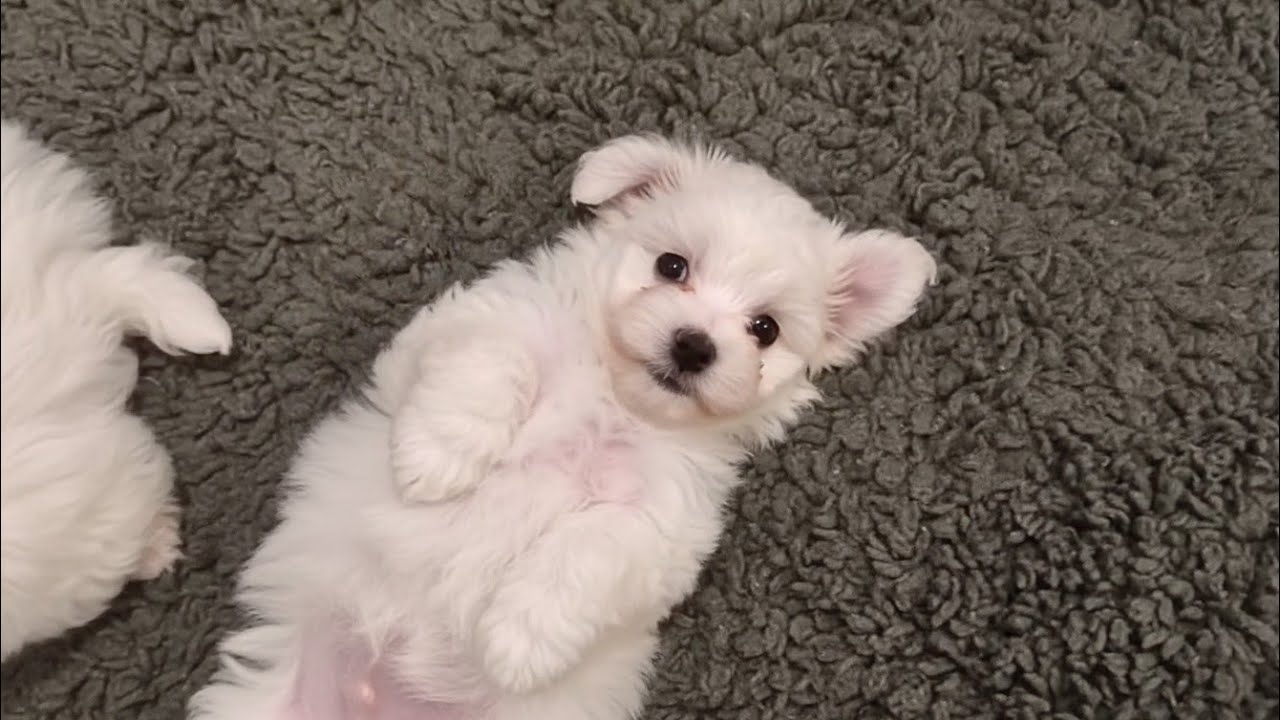 This Dog Became a Tiny Kitten’s Protector… Cutest Moments Ever