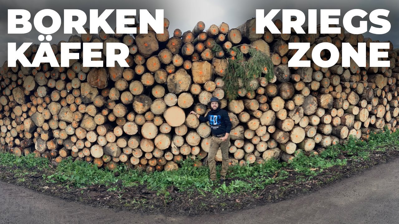 Mein größtes Forstprojekt bisher! Mit Kettensäge, Seilwinde und Rückewagen im Starkholz Käferholz