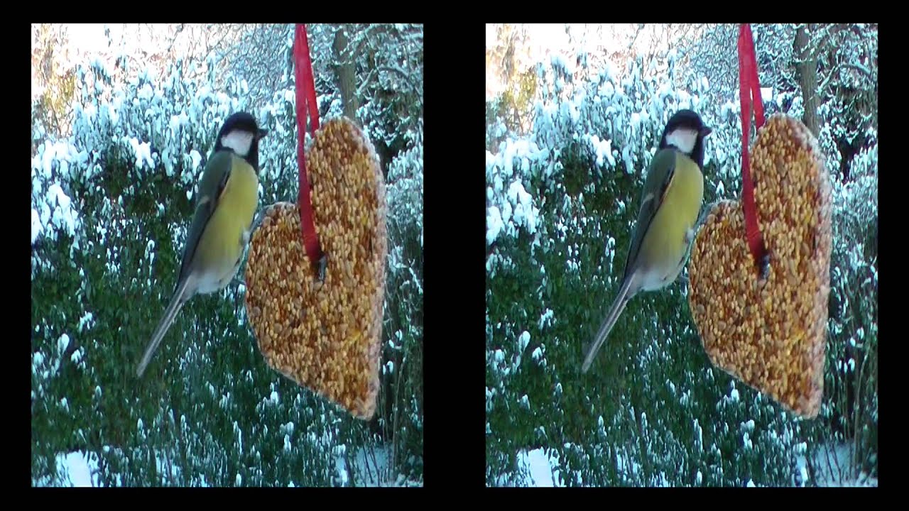 Love and birds YT3D