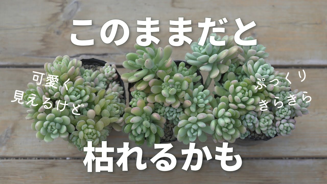 #634【寒さで傷んだ多肉の見分け方】簡単お手入れで春には復活。多肉植物