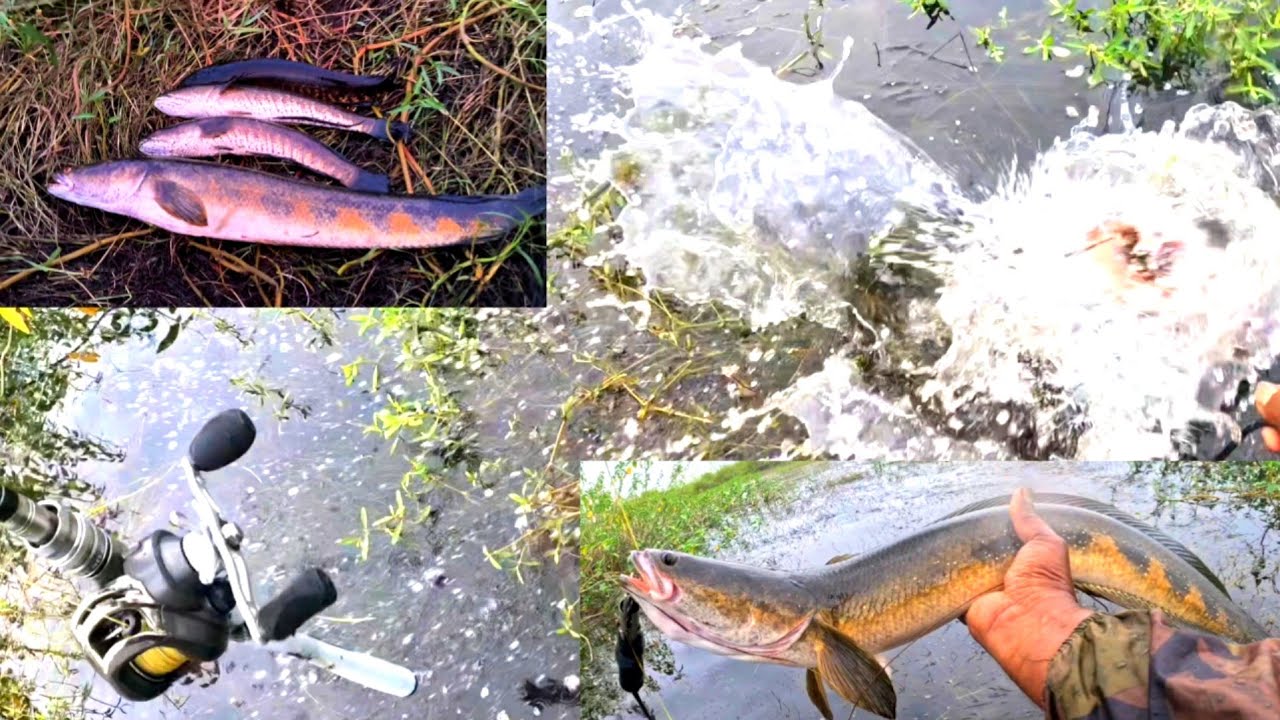 Hyderabad Fishing Videos || Big Snakehead Fish Catching trips || Best Fishing Video
