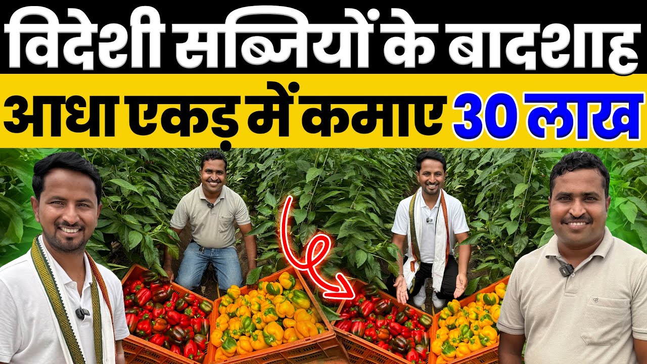लाल पीली शिमला मिर्च से लाखों का PROFIT💯🤑22 एकड़ में की Exotic Vegetables की खेती😱🔥Indian Farmer
