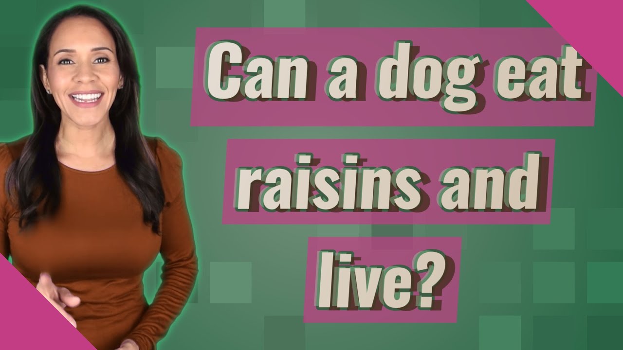 Can a dog eat raisins and live?