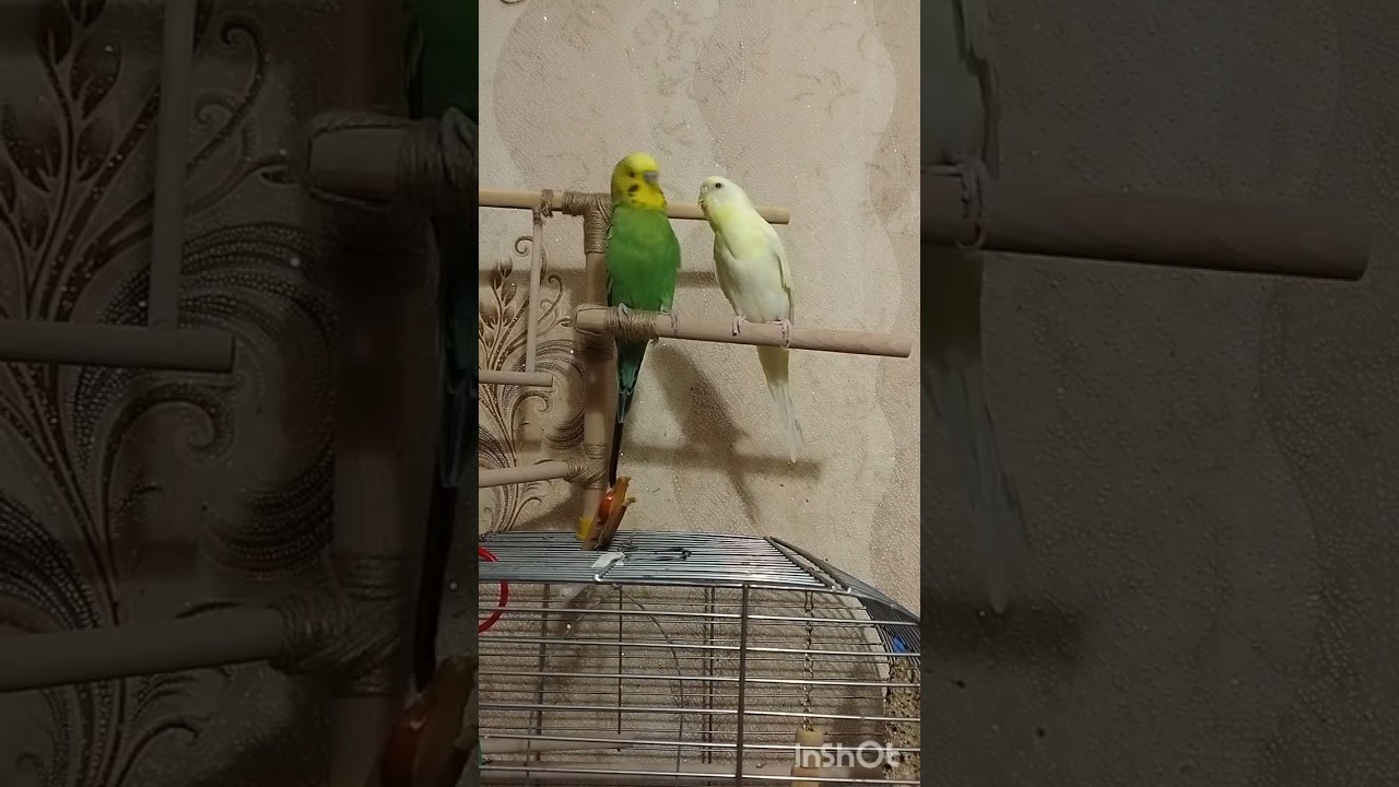 Ну поцілуй❤️Кеша- Лайма🦜