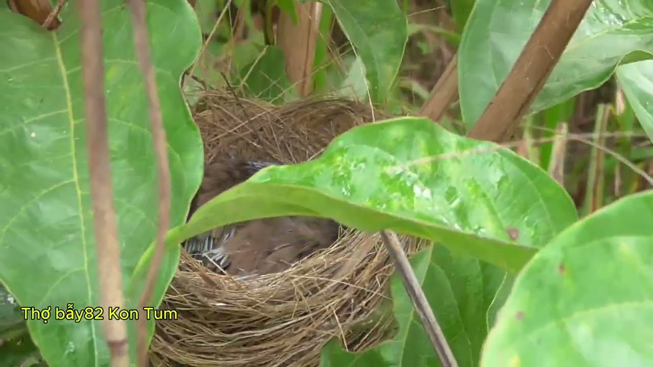 TÌM TỔ CHÀO MÀO CUỐI VỤ VÀ BẪY BỐ MẸ MÀO NON