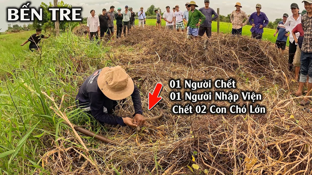 Cả Xóm Kéo Nhau Đi Tìm Con Rắn Nguy Hiểm Nhất | TGSB #1184