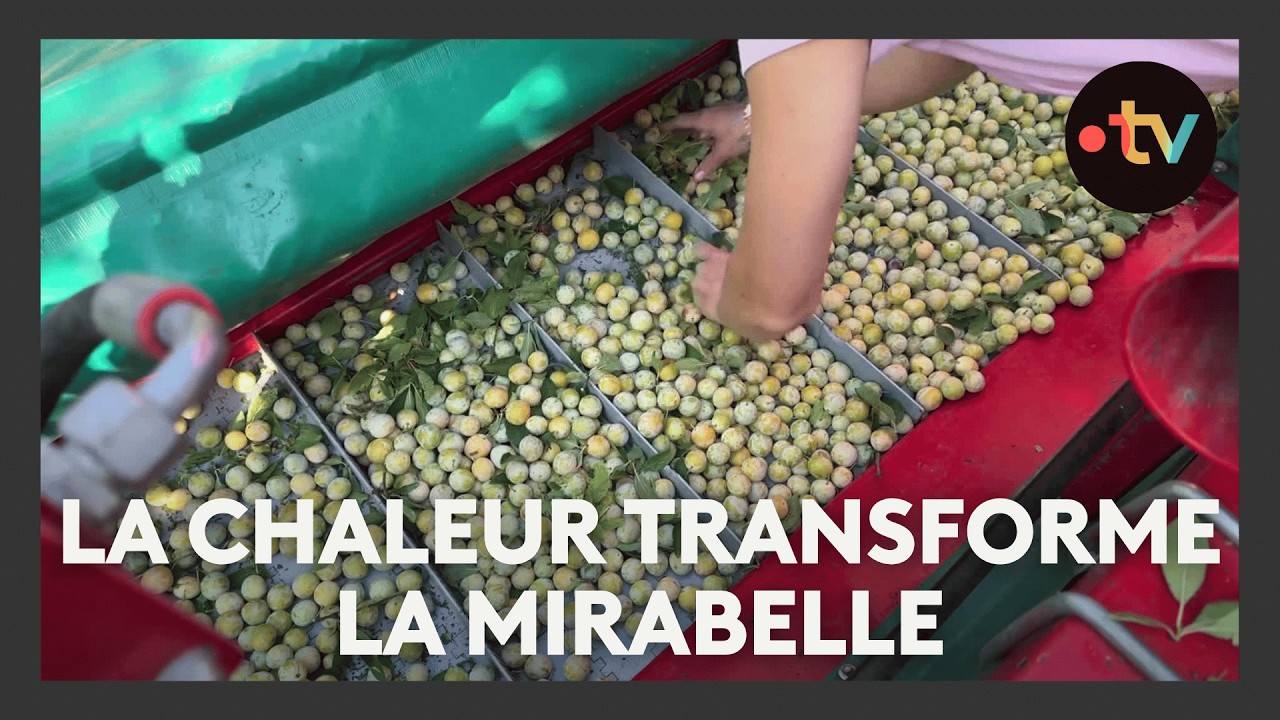 La chaleur transforme la mirabelle
