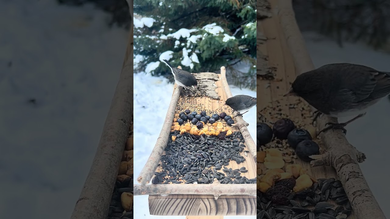 Cat video birds on the bird feeder chirping
