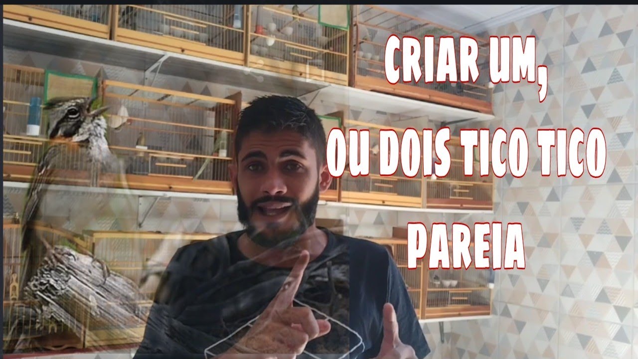 tico tico pareia menejo certo / johny aves de fibra