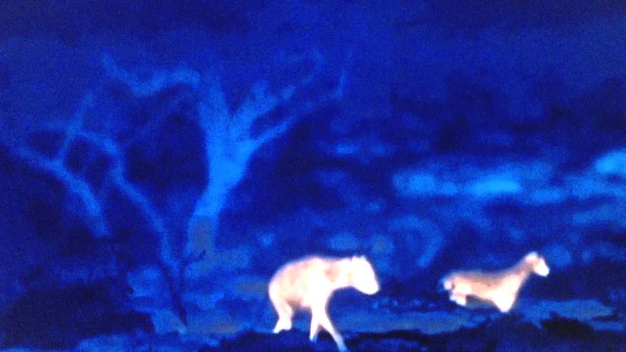 A Single Striped Hyena vs 12 Arabian Wolves