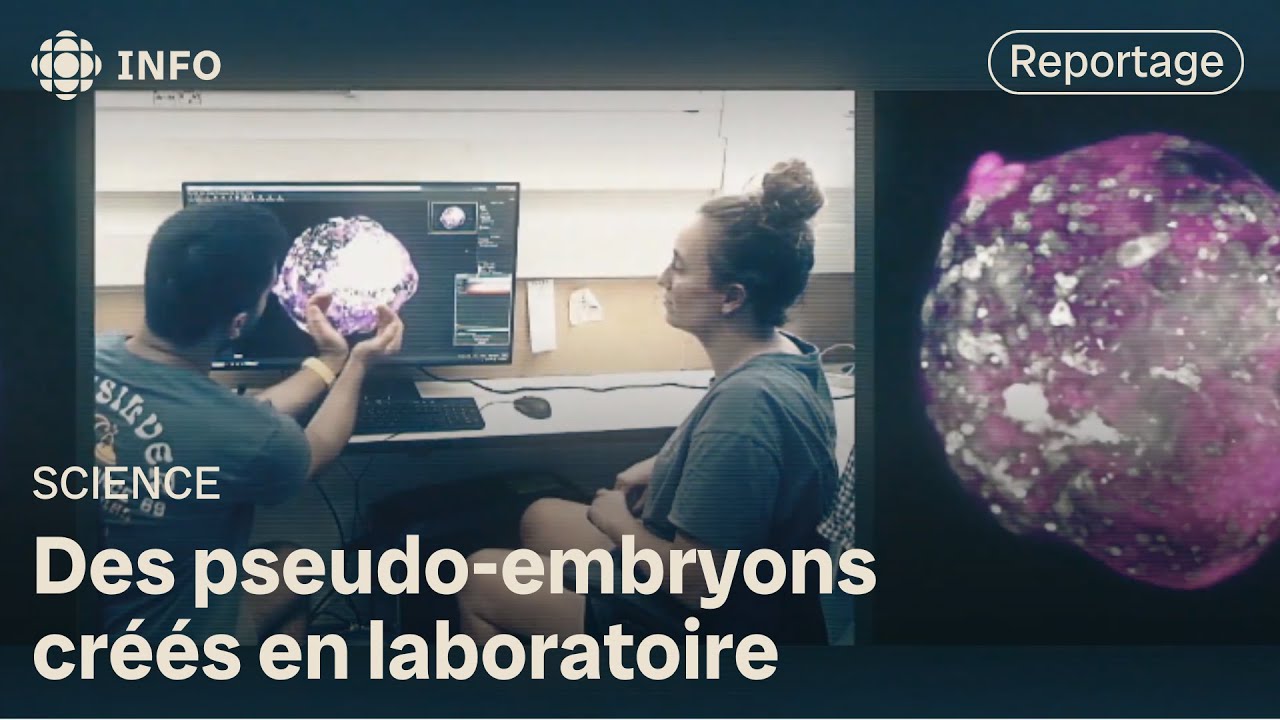 Développer des pseudo-embryons pour la recherche | Découverte