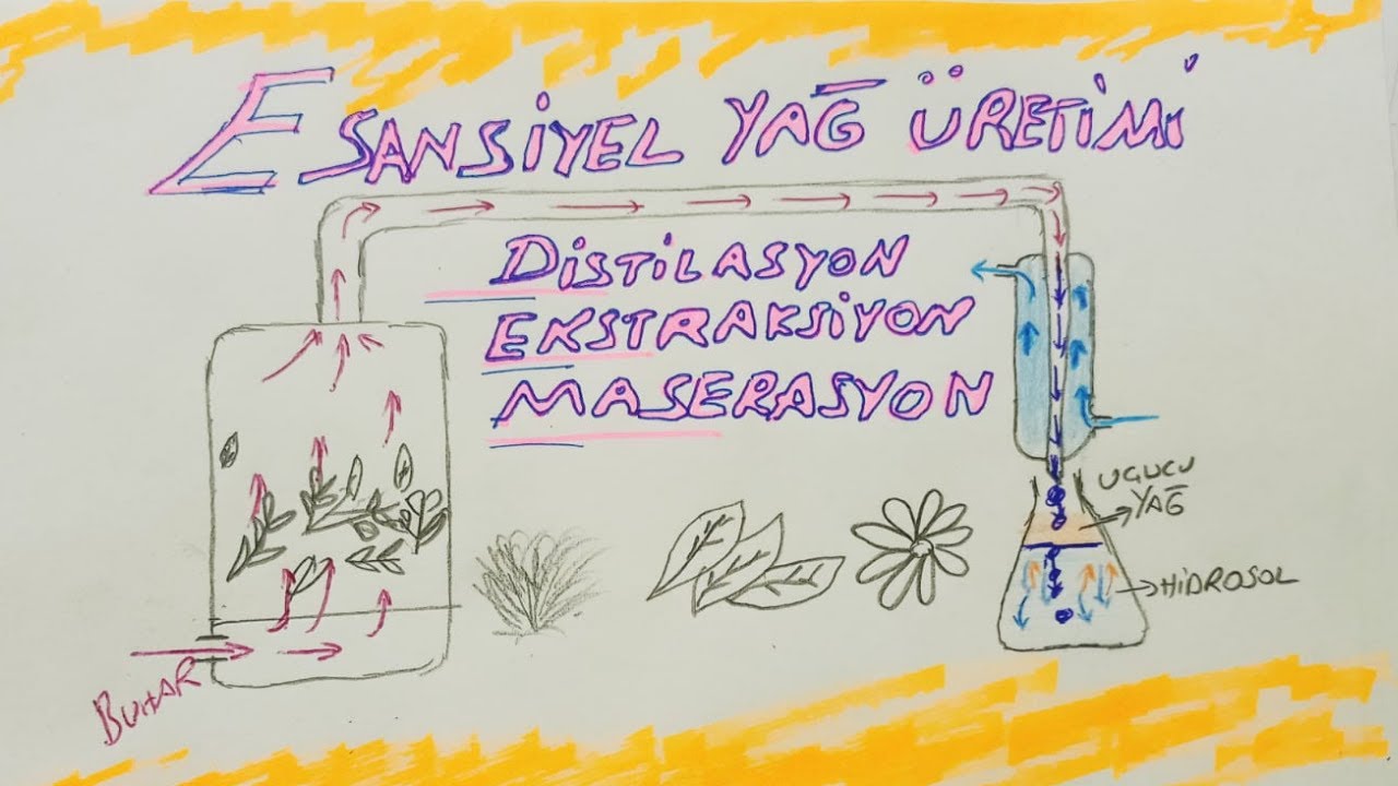 Esansiyel (Aromatik, Uçucu) Yağ Üretim Yöntemleri Nelerdir? Buhar Distilasyonu Uygulaması.