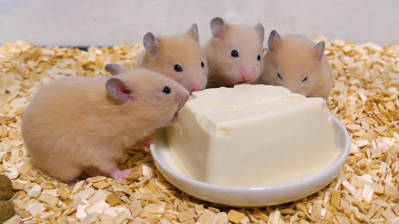 かわいいかわいいかわいいかわいいかわいいかわいいかわいいかわいいかわいい