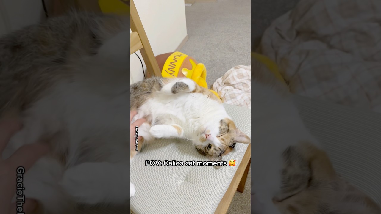 POV: Calico cat moments 🥰 