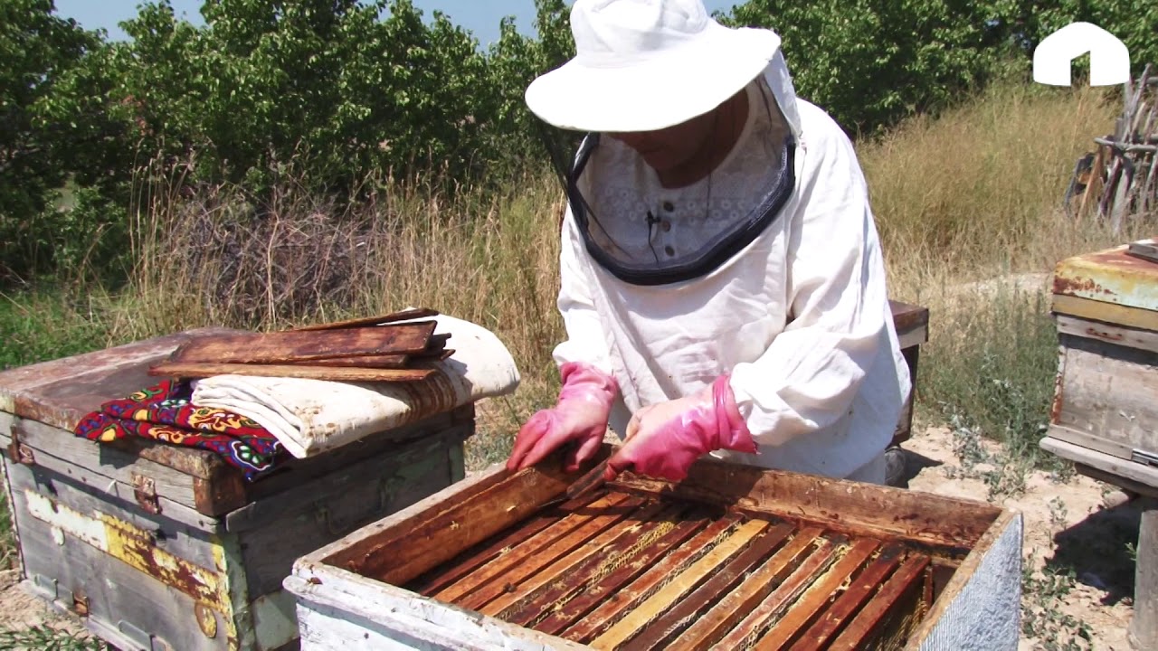 Бал челек кармап, багбанчылык менен алектенген  апа / Шайыр апалар