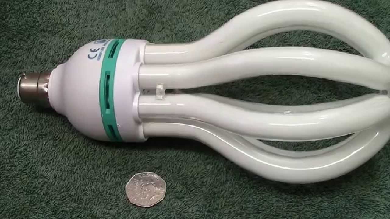 Lotus CFL.