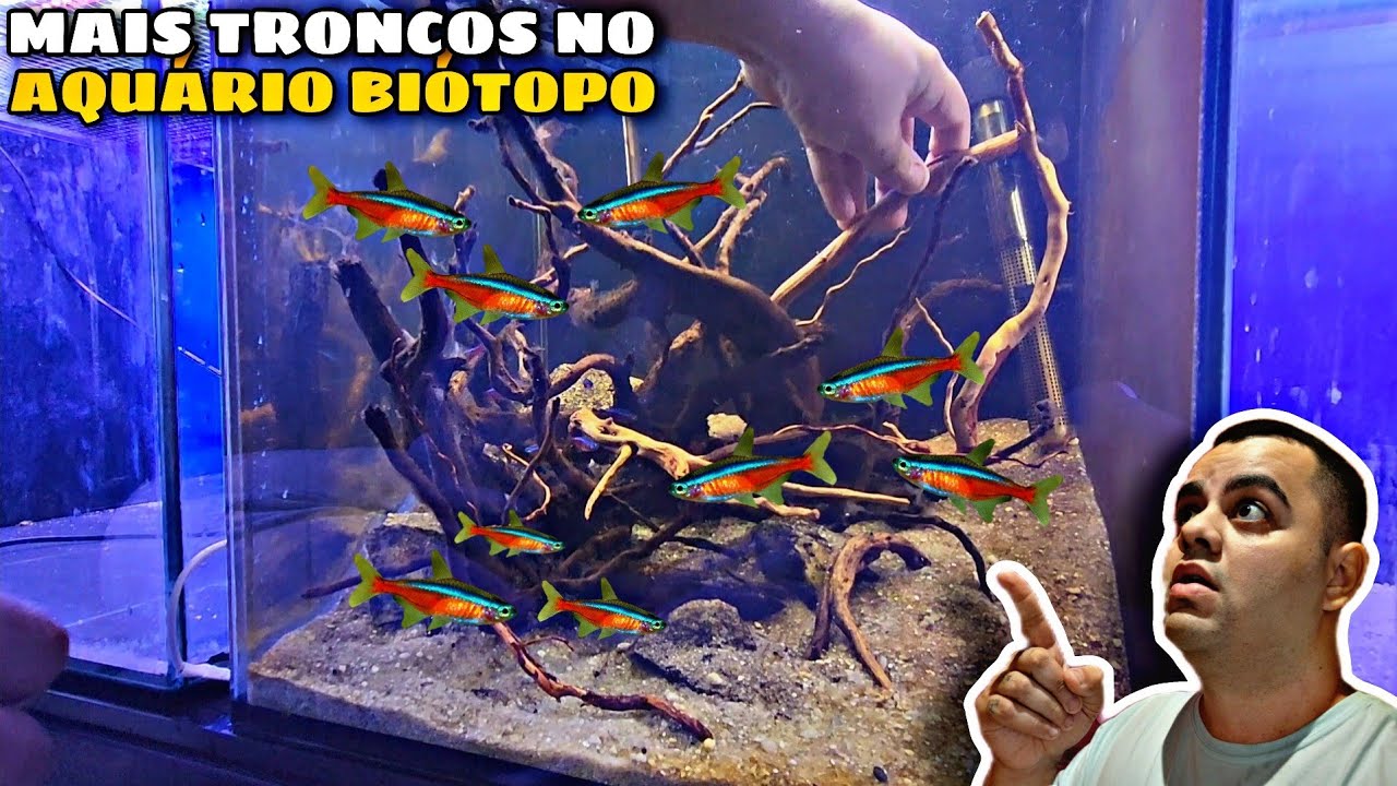 TIVE QUE ADICIONAR MAIS TRONCOS NO AQUÁRIO BIÓTOPO AMAZÔNICO