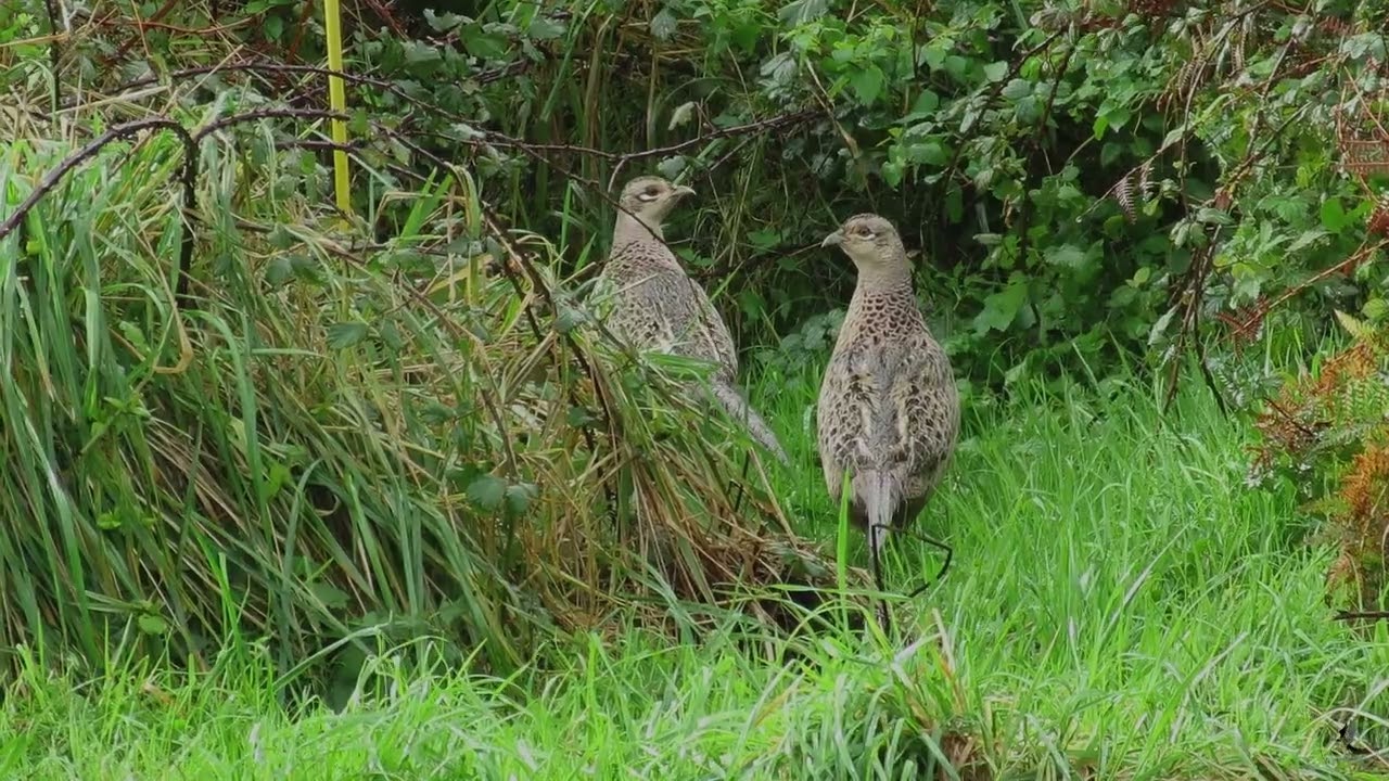 Faisán común (Phasianus colchicus) – Macho y hembra en la Ría San Martín | Suances, Cantabria