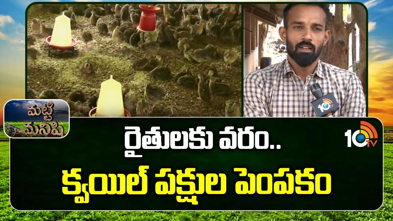 Quail Birds Farming | రైతులకు వరం.. క్వయిల్ పక్షుల పెంపకం | Matti Manishi | 10TV