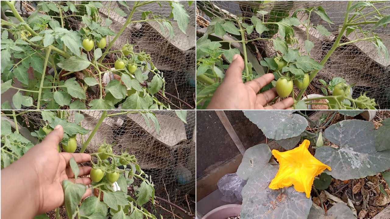 টমেটো গাছের সেই ফলন মাশাল্লাহ