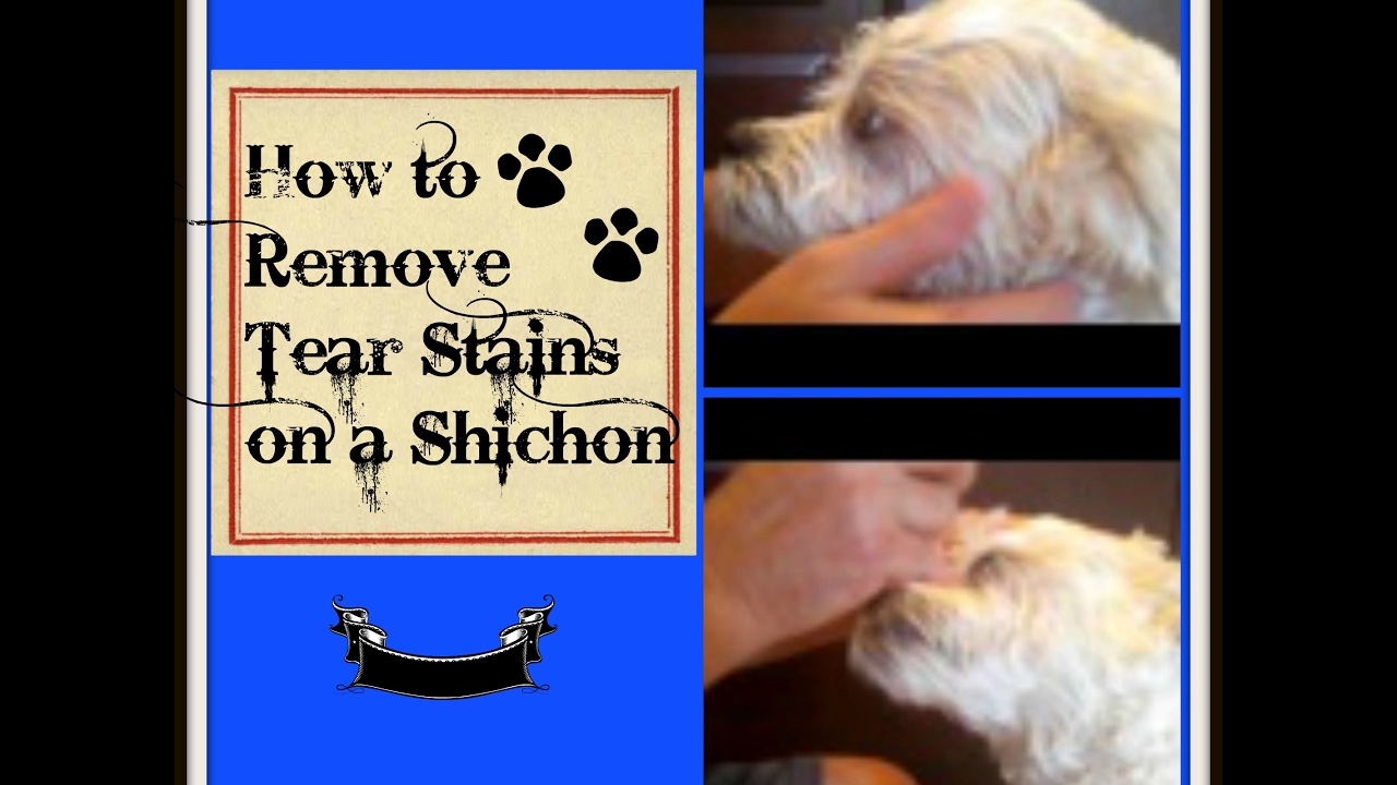 How to Remove Tear Stains on a Shichon