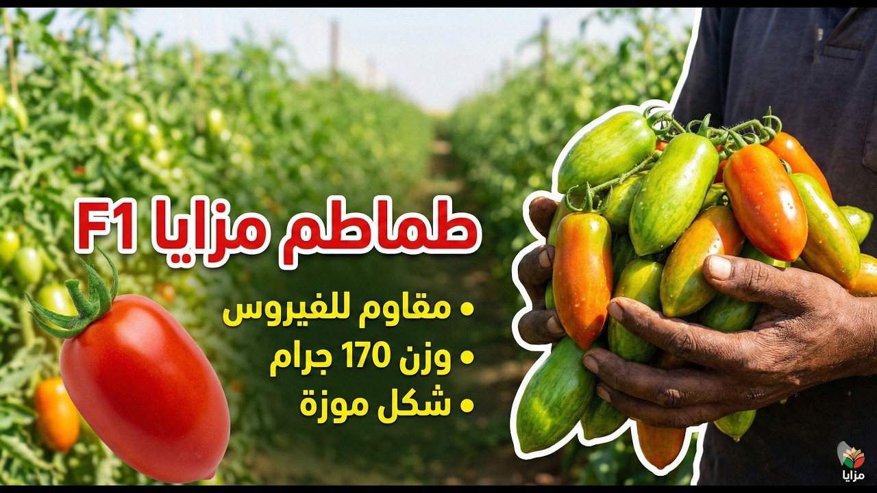زراعة الطماطم في اليمن: لماذا يختار المحترفون صنف مزايا F1؟
