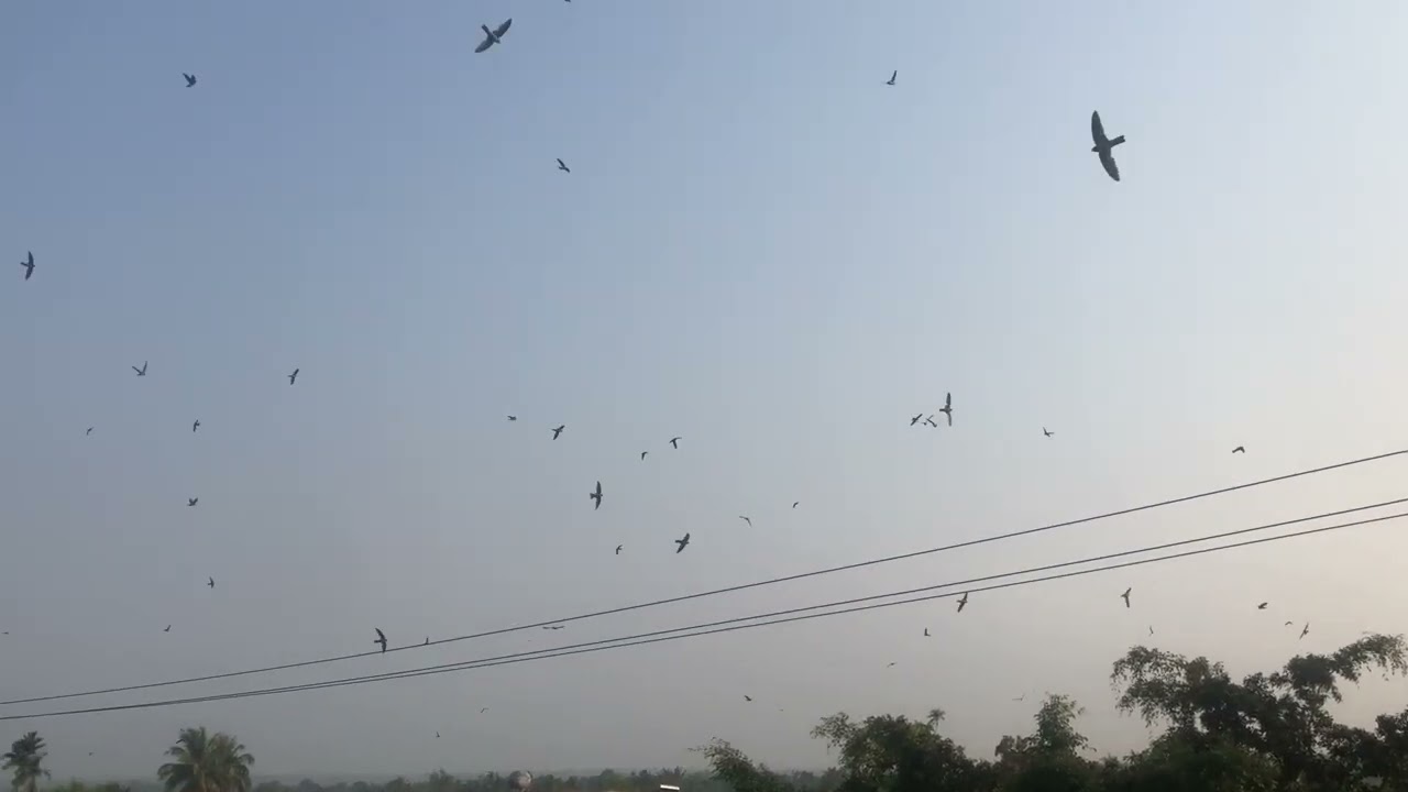 S&aacute;ng sớm ngắm chim!
