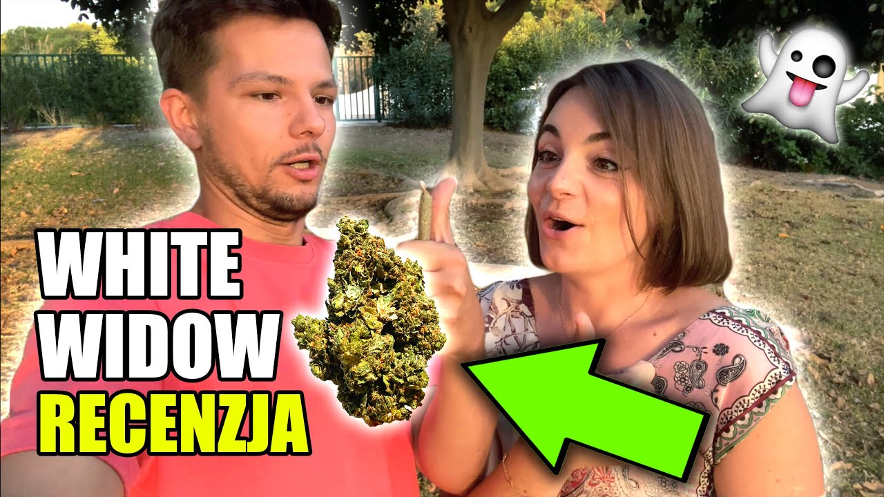 💚 WHITE WIDOW, RECENZJA ODMIANY (NAJLEPSZE ZIOŁO NA PIERWSZY RAZ?)