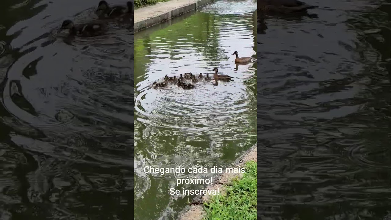 Marreco ananai!