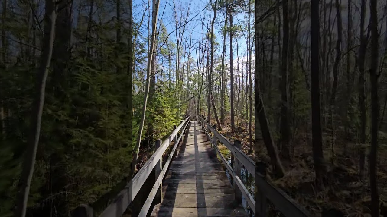 Walking in Sapsucker Woods | 
