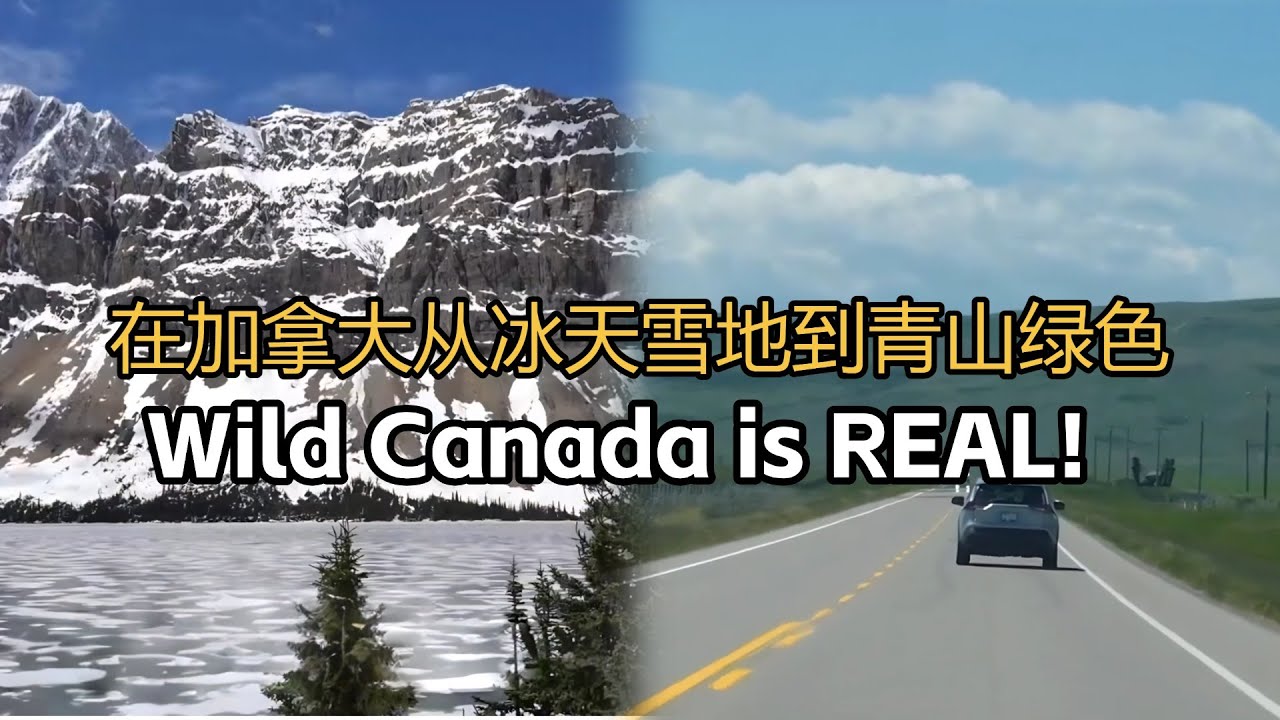 加拿大国家公园奇遇合集：三文鱼、雪山、棕熊妈妈和5000年前的跳崖野牛！🌲🐻🦬 | 鞋底环球旅行 加拿大合集（三）