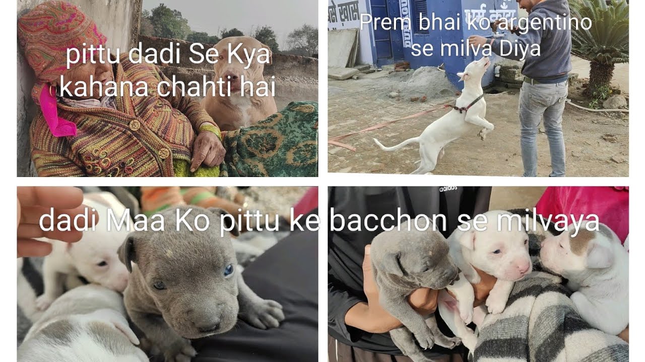 पिट्टू रानी दादी मां से कुछ कहना चाहती है 🥰 प्रेम भाई को डॉग अर्जेंटीनो से मिलवाया 😱😱#subscribe 