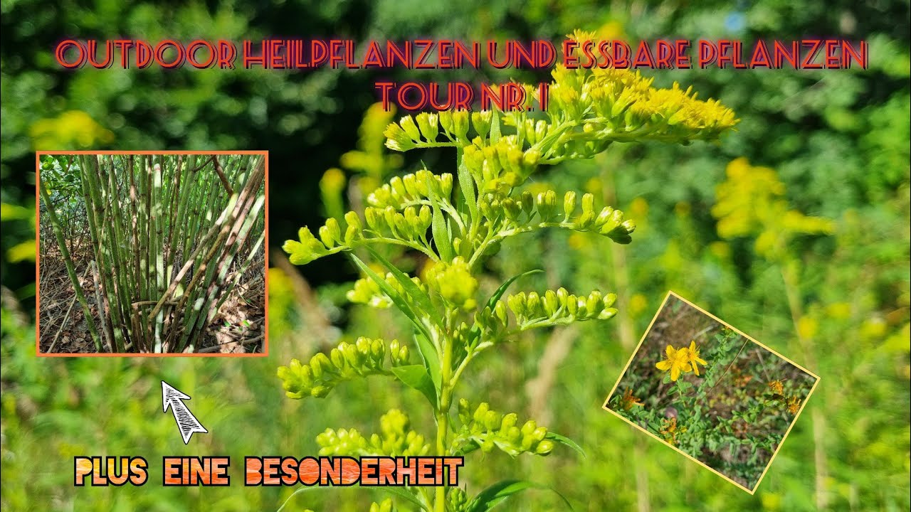 Outdoor Survival Heilpflanzen und essbare Pflanzen Tour Teil 1