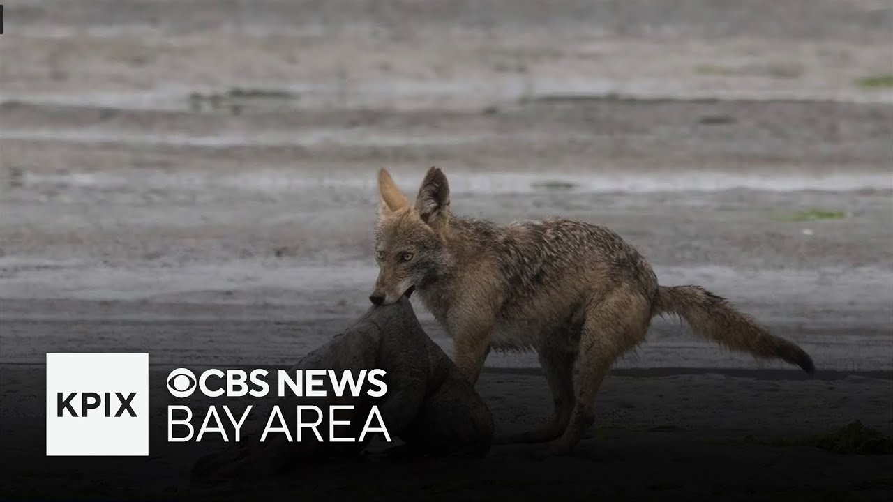 Northern California coyotes are hunting harbor seals. Here's why