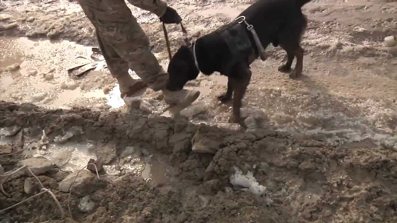 Bomb Sniffing Dogs In Afghanistan - Mine Detecting Dogs - Bagram Air Base