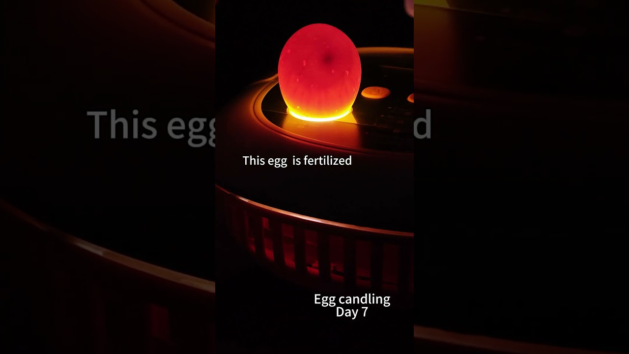 Egg candling on Day 7 with the best egg incubator! Perfect for first-time hatchers  #chicken